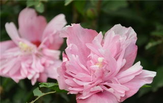 木槿花的秘密寓意