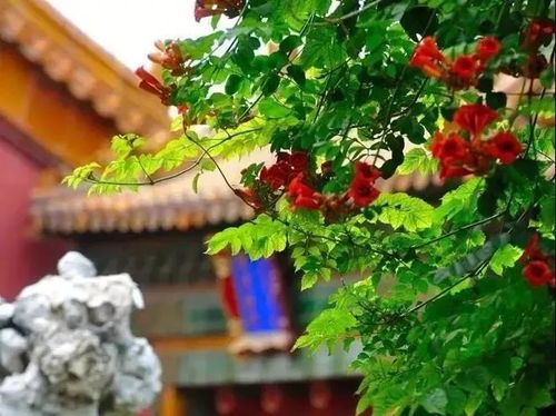 “探寻帝王花：揭秘帝王花的历史与文化