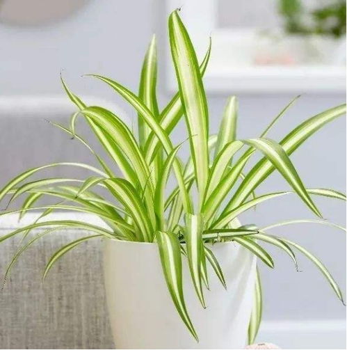 吊兰：净化空气的小Neng手