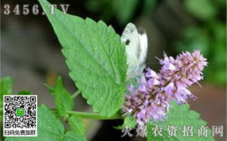 盆栽藿香的种植时间