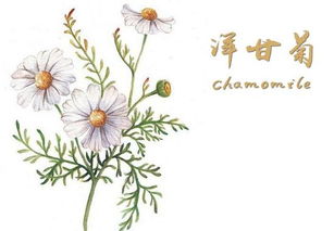 洋甘菊是一种具有独特香气的草本植物