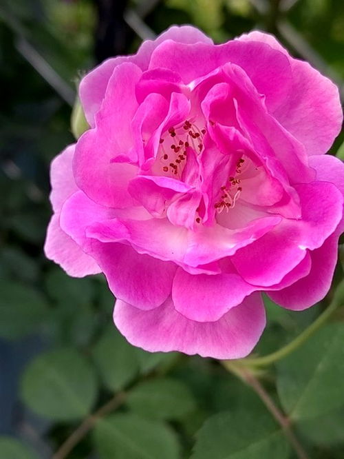 春末夏初，花毛茛绽放时