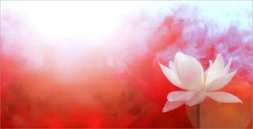 夜莲绽放，花蕊藏秘密