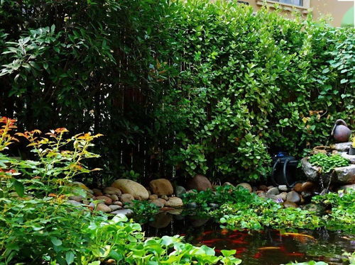 矮灌木， 增添自然气息