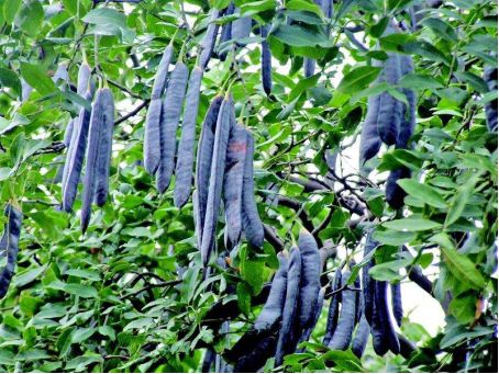 吉林老张的绝招：野生山皂角嫁接