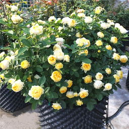 摘心促花， 秋天是黄金时期