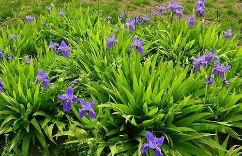 避免使用敏感肥料