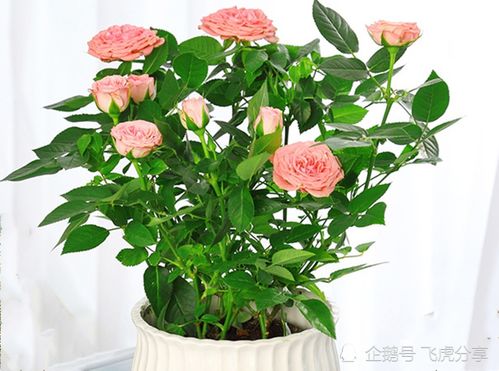 月季花虫害用药，如何根据病虫害特点选择合适的农药进行有效治理