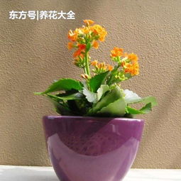 长寿花：冬日火焰， 温暖人心