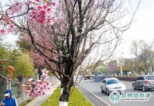 树龄未到，樱花不开花