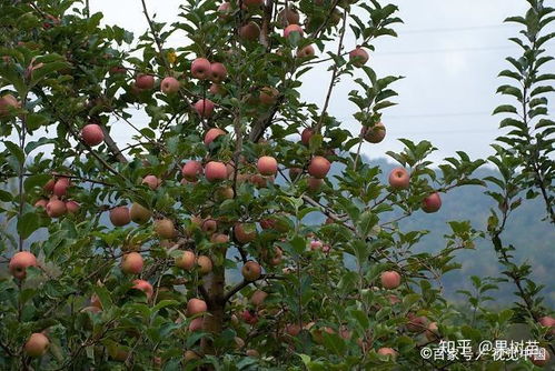 清园期，冬春两季，咱们怎么对付这些病菌？