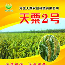 使用高粱除草剂会不会误伤谷子，导致谷子死亡？揭秘真相！