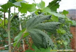 花期用药，为何让人头疼？