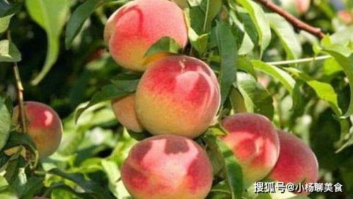 桃农们，你们知道苯甲环唑对桃树有多大作用吗？