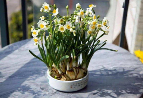 水仙花春节开？教你几招让它过年准时绽放