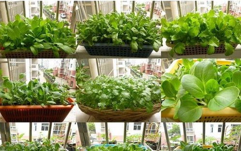 施肥的种类和技巧