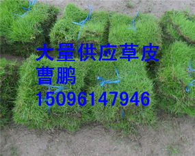 六、天气的怪怪变化