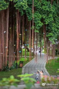 榕树气根的诞生之谜