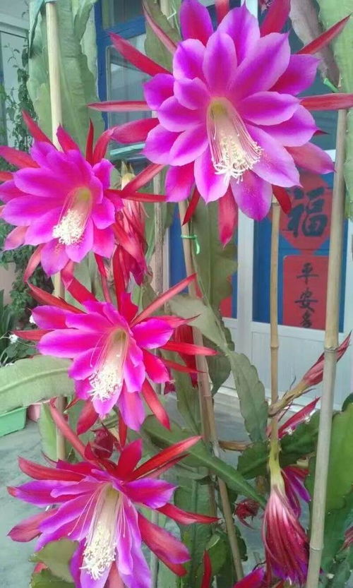 仙人掌叶片干瘪，是水分不足或病虫害导致的生理现象