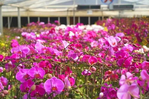 斗门花农的秘诀