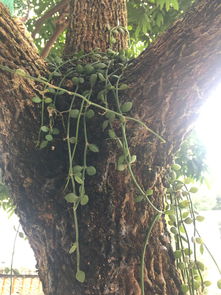 嫁接的技巧：紫藤花的嫁接过程