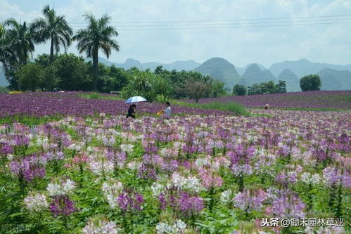 蜜源植物的秘密花园