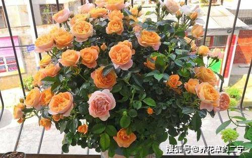 北阳台的耐阴月季选择