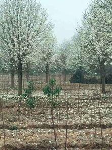 南召苗木集群的兴起与玉兰的崛起