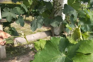 白萝卜种植：农药使用小心谨慎