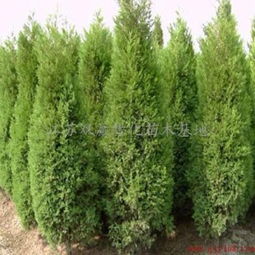 塔柏在园林中的应用