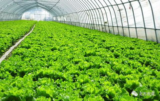 植物灰：神奇的“驱虫器”