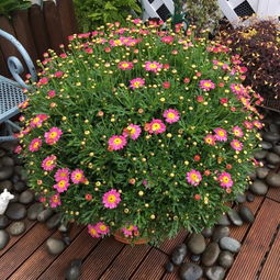 爆花神肥的坑爹经历