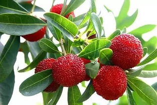 杨梅幼苗种植土地管理