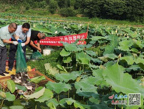 揭秘柿子种植天堂：中国各省柿子生长环境一览
