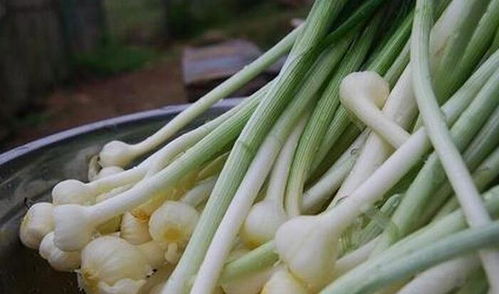 农药敏感，得kan是哪种农药了