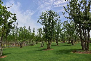 绿化工程， 绿化苗木的大舞台