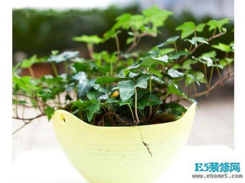 我家的空气净化小帮手