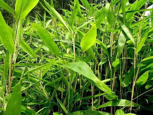 箬竹叶：粽子制作的秘密原料，揭秘畜牧行业的独特优势