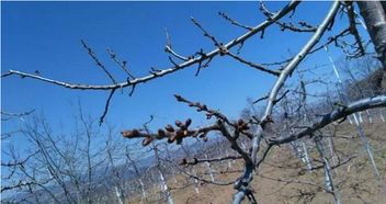 树莓喜阴植物在树荫下种植，其向阳栽培的果实品质如何