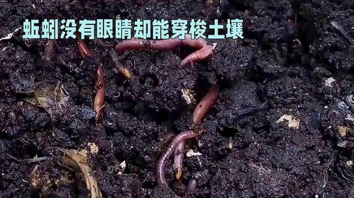 蚯蚓在土壤中穿梭，带动微生物分解