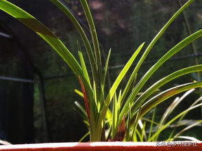 兰花子种植季节全攻略