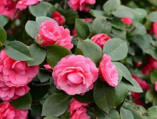 茶花的酸性世界