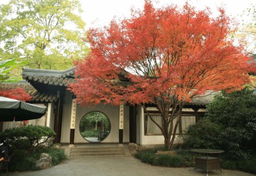 秋天的色彩盛宴：庭院中8种艳丽植物的挑选指南