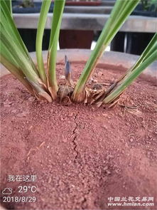 兰花土不够了？试试这些土