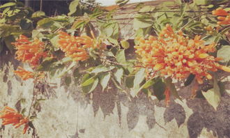 炮仗花的种植要点