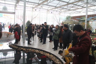 历史沿革——见证花市发展