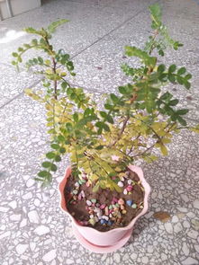 清香木叶子发黄的原因大揭秘