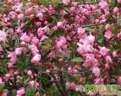 2.1 海棠果的营养价值