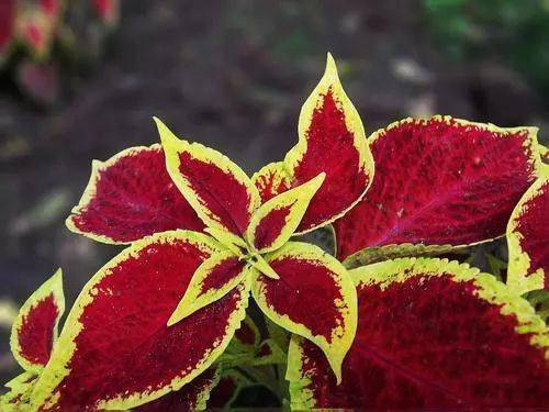 彩叶草扦插7天生根， 15天可移栽