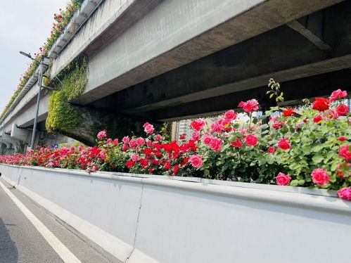 城市绿化的新宠——月季花
